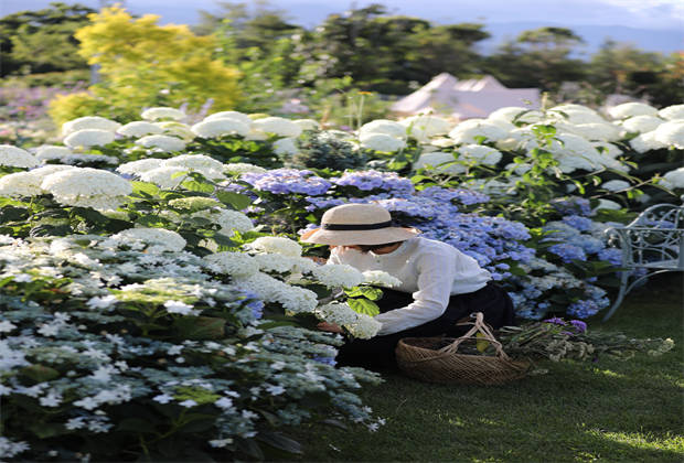 蒼山下，邂逅莫奈花園